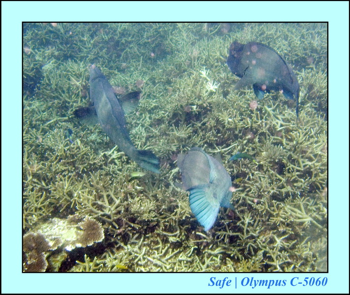 2008 - 07 - Perhentian - 070